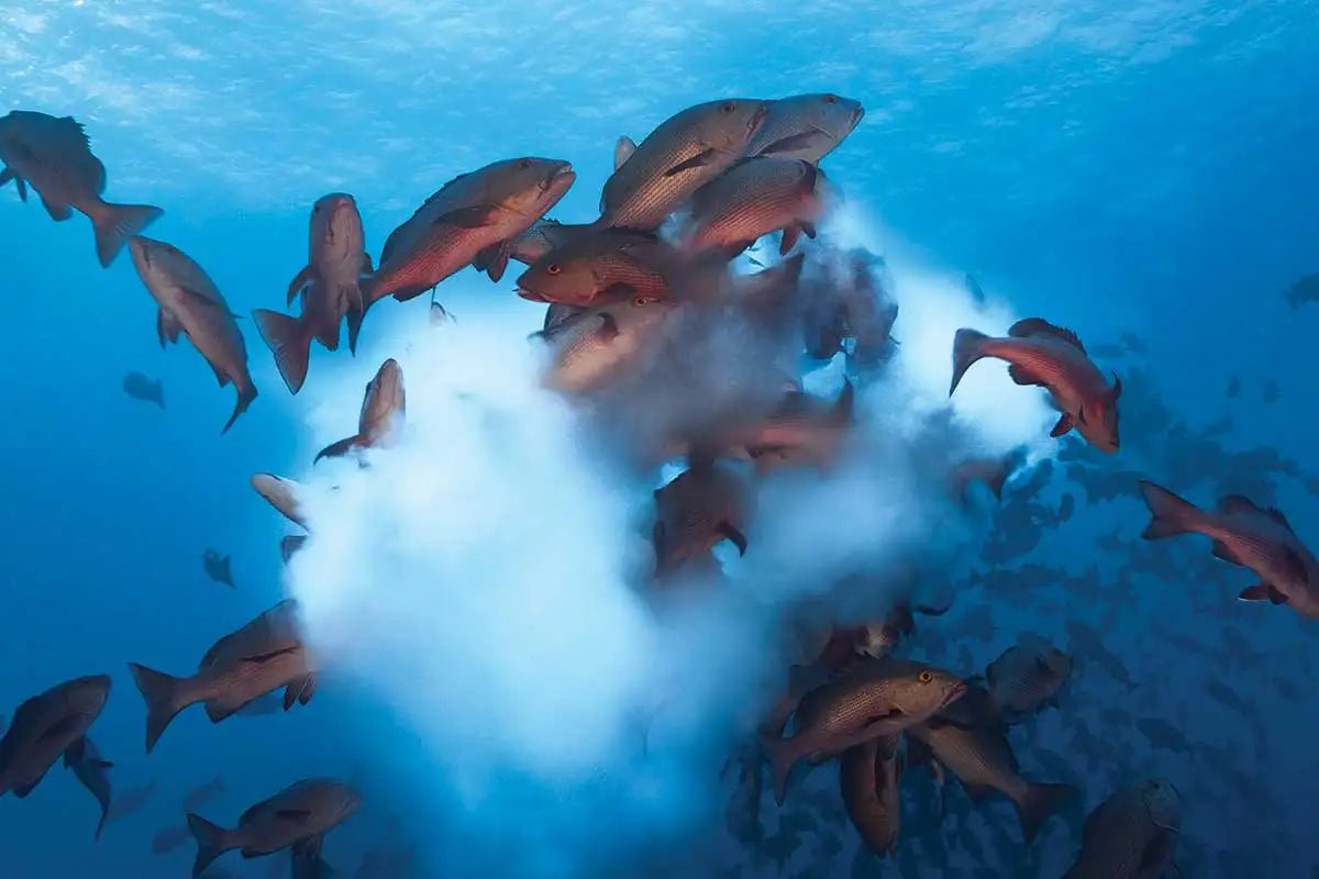 Fish Breeding Seasons: A Comprehensive Guide for Aquarists – Fishermanshub