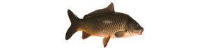 Carp Fishing - fishermanshub