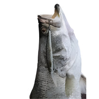 Cassan Barramagic Hard Bait Lures | 12 Cm | 21 Gm | Suspending | - fishermanshubFIRETIGER 567