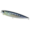 Sardine